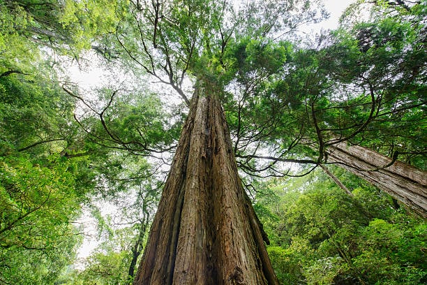 istockphoto-181692019-612x612-1